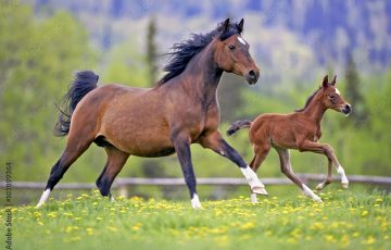 Equine Enjoy our 350 acres of forest and breathtaking mountain views on horseback!  We offer trail rides, for both the novice and seasoned equestrians as well as Pony rides for the kids. Boarding services are also available.